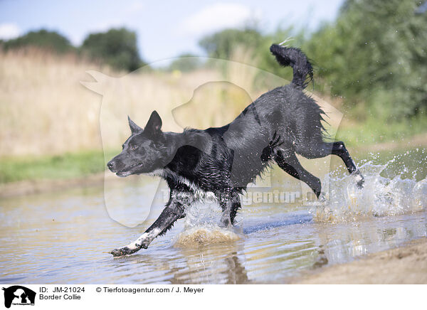 Border Collie / Border Collie / JM-21024
