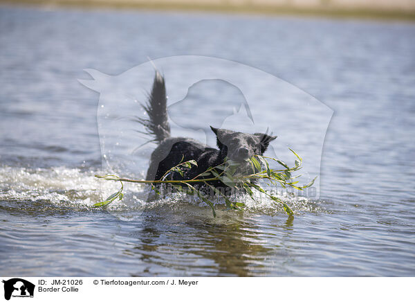 Border Collie / Border Collie / JM-21026