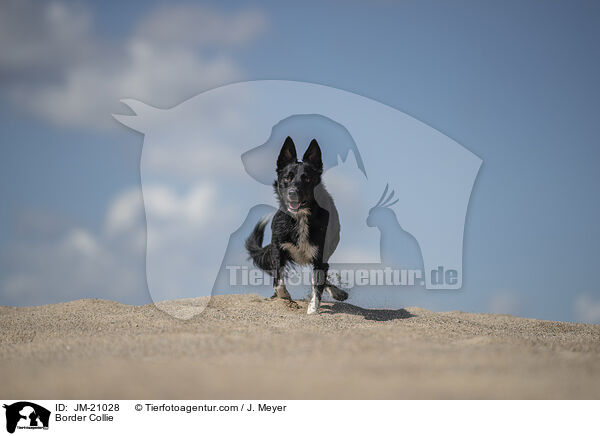Border Collie / JM-21028
