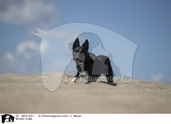 Border Collie / JM-21031