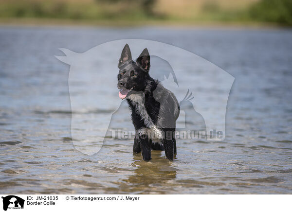 Border Collie / JM-21035