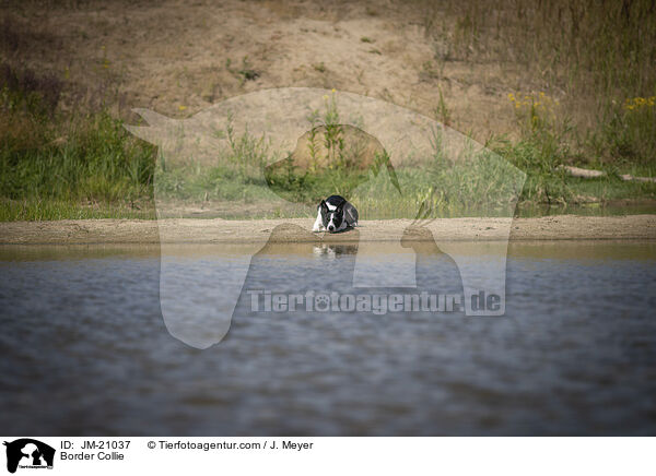 Border Collie / JM-21037