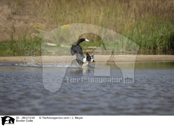 Border Collie / JM-21039