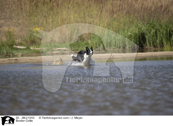 Border Collie / Border Collie / JM-21043