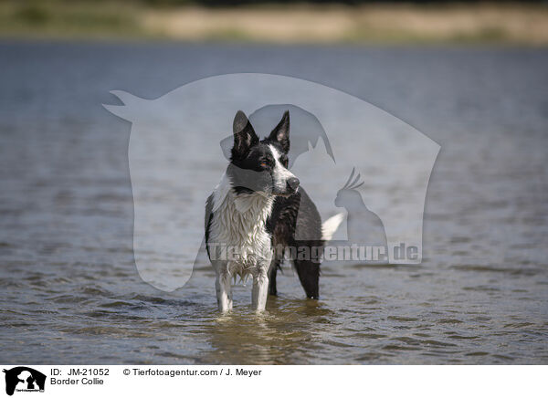 Border Collie / Border Collie / JM-21052