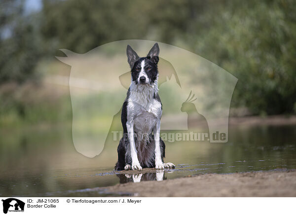 Border Collie / JM-21065
