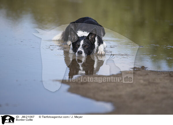 Border Collie / JM-21067