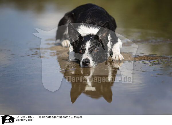Border Collie / JM-21070