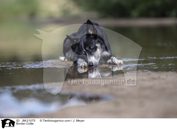 Border Collie / JM-21075