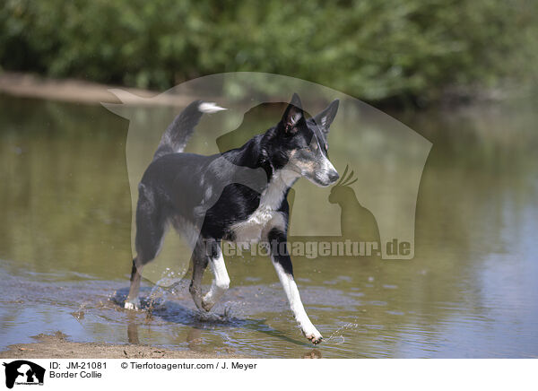 Border Collie / Border Collie / JM-21081