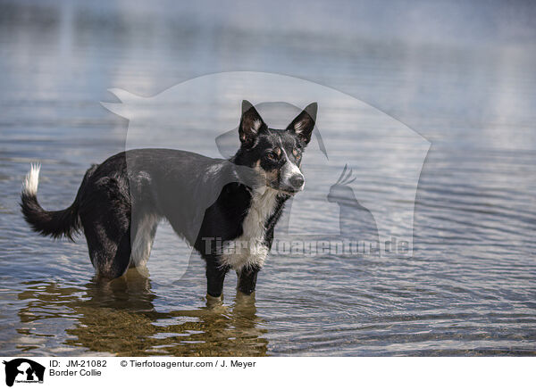 Border Collie / Border Collie / JM-21082