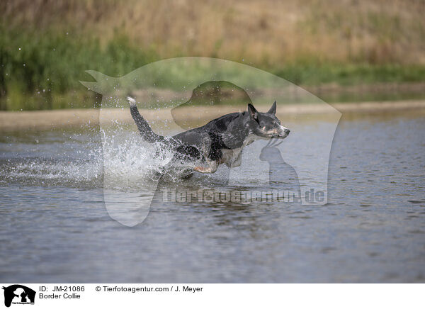Border Collie / JM-21086