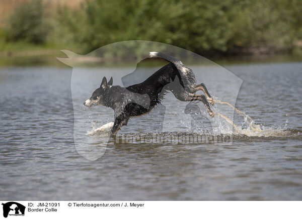 Border Collie / JM-21091