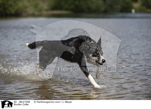 Border Collie / JM-21096