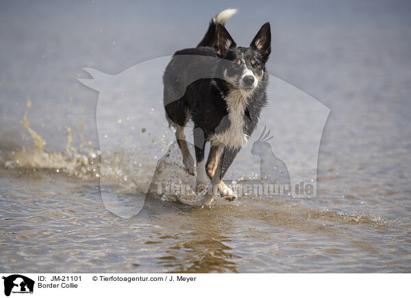 Border Collie / Border Collie / JM-21101