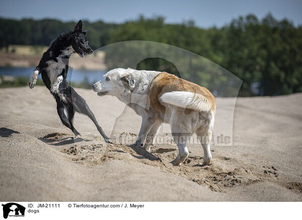 dogs / JM-21111