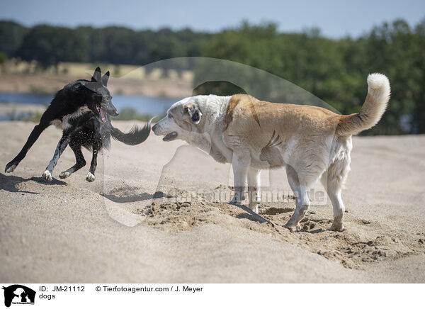dogs / JM-21112