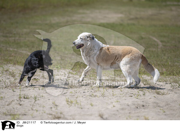 Hunde / dogs / JM-21117