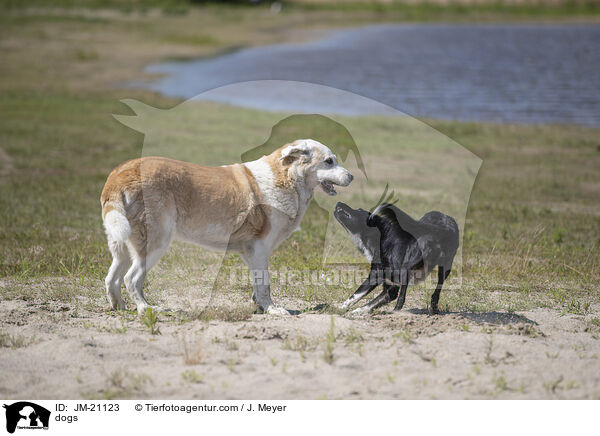 Hunde / dogs / JM-21123
