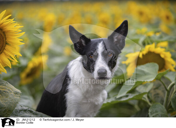 Border Collie / JM-21212
