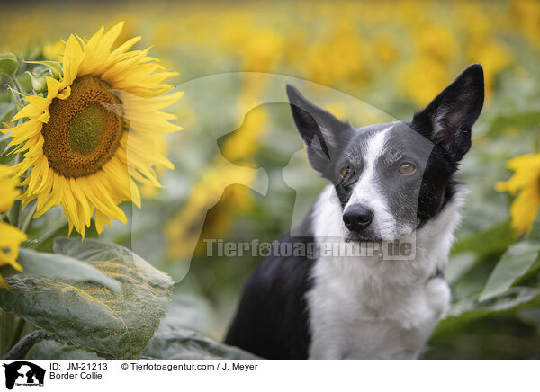Border Collie / JM-21213