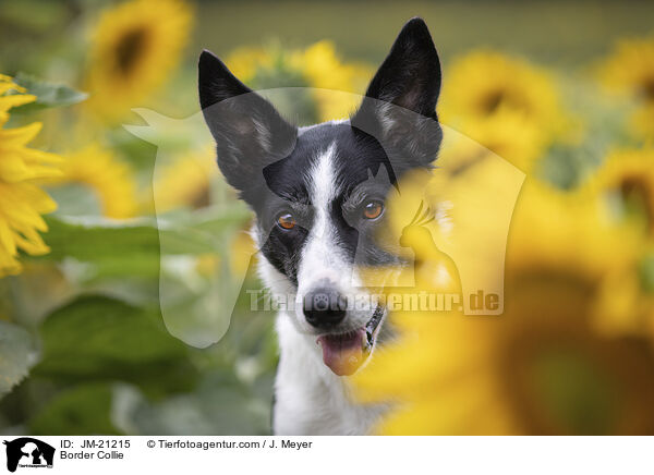 Border Collie / JM-21215