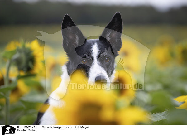 Border Collie / JM-21216