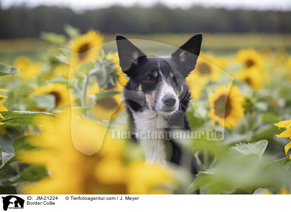 Border Collie / Border Collie / JM-21224