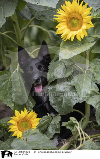 Border Collie / Border Collie / JM-21233