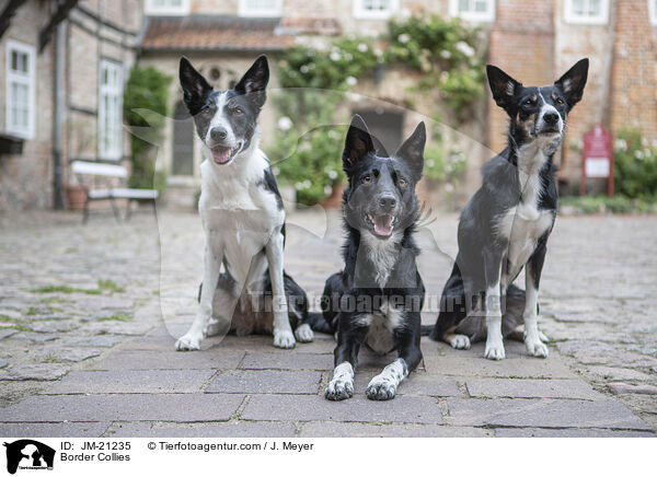 Border Collies / Border Collies / JM-21235