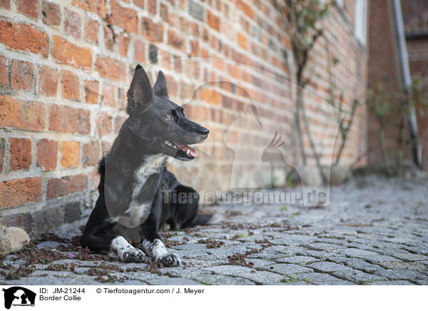 Border Collie / JM-21244