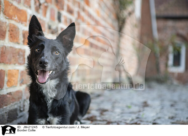 Border Collie / Border Collie / JM-21245