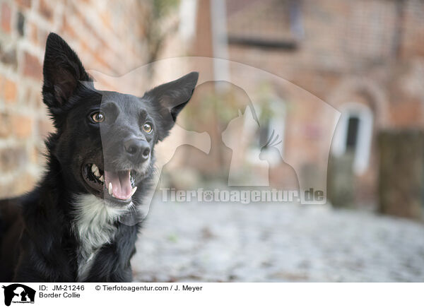 Border Collie / Border Collie / JM-21246