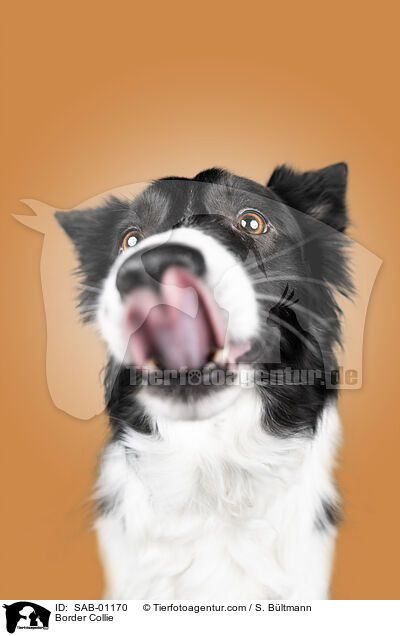 Border Collie / SAB-01170