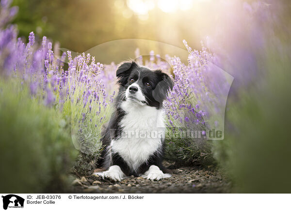 Border Collie / Border Collie / JEB-03076