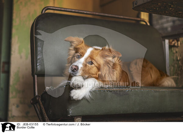 Border Collie / JEB-03155