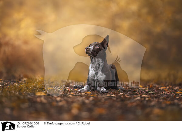 Border Collie / CRO-01006