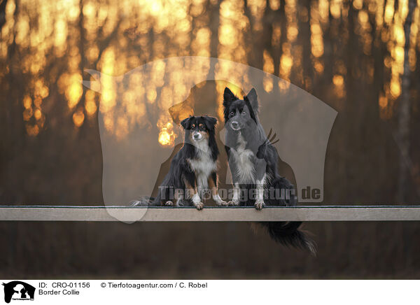 Border Collie / Border Collie / CRO-01156