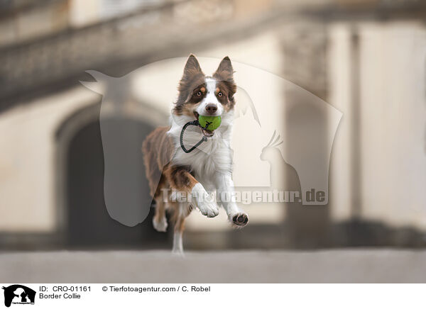 Border Collie / CRO-01161