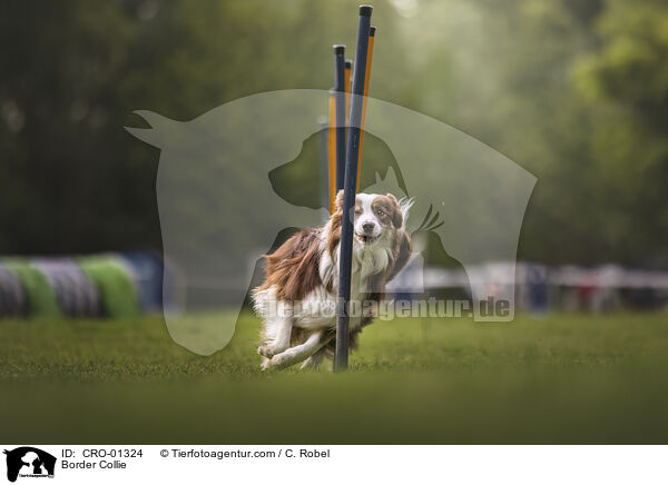 Border Collie / CRO-01324