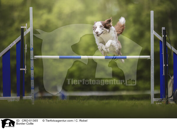 Border Collie / CRO-01365