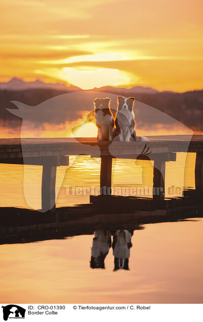 Border Collie / CRO-01390
