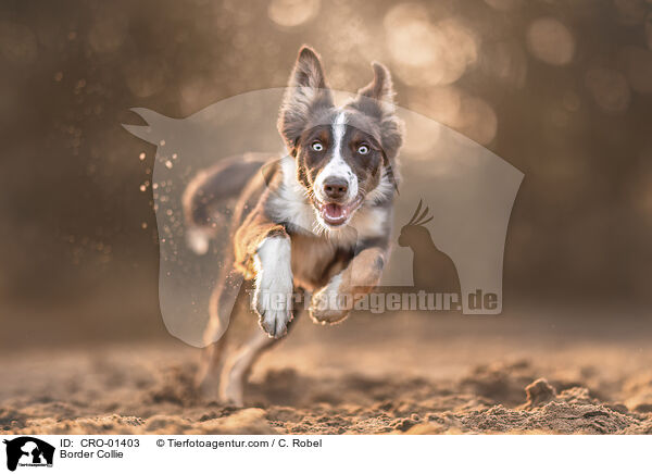 Border Collie / Border Collie / CRO-01403
