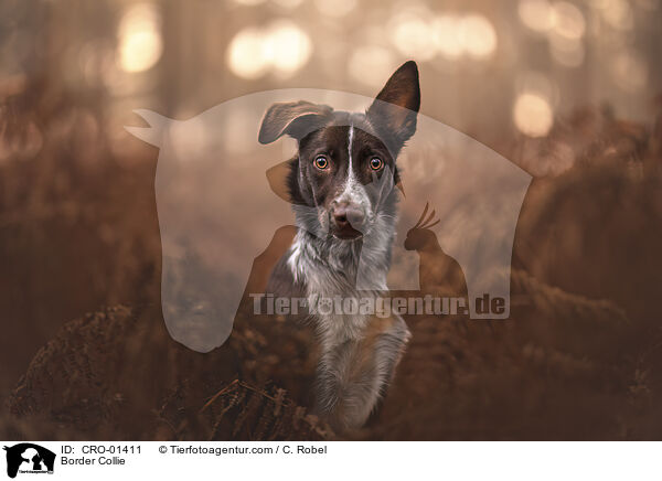 Border Collie / Border Collie / CRO-01411