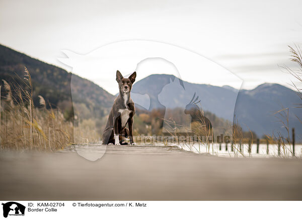 Border Collie / Border Collie / KAM-02704