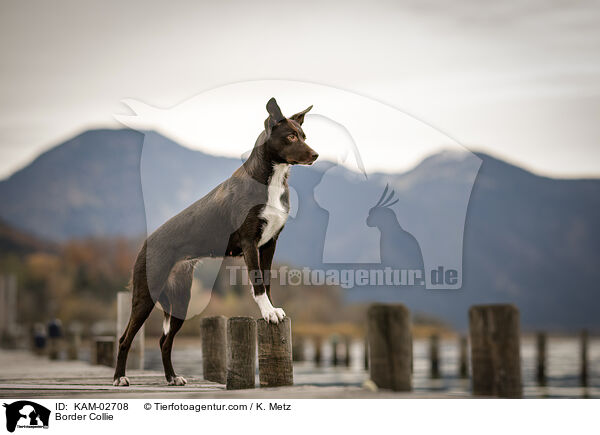 Border Collie / Border Collie / KAM-02708
