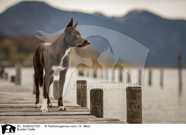 Border Collie / KAM-02720