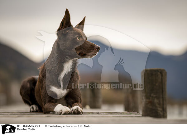 Border Collie / KAM-02721