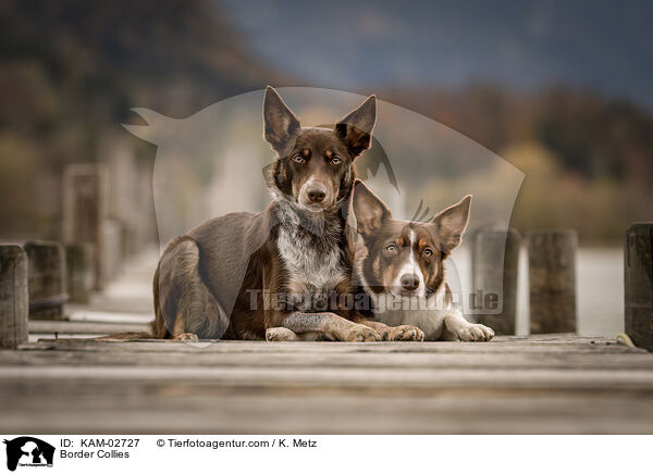 Border Collies / KAM-02727