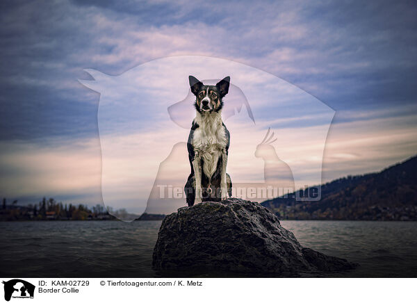 Border Collie / KAM-02729